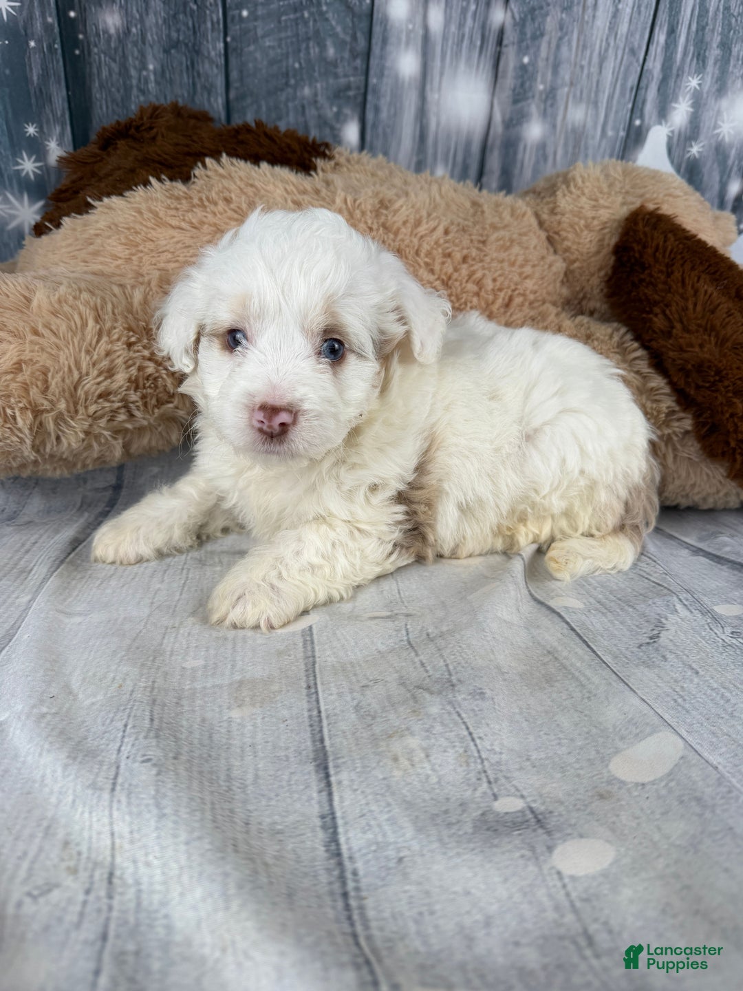 Aussiedoodle dogs for sale: Hosea - Ad 5