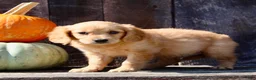 Miniature Golden Retriever dogs for sale: Pumpkin Female Mini Golden Retriever - Ad 2
