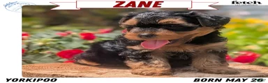 Zane