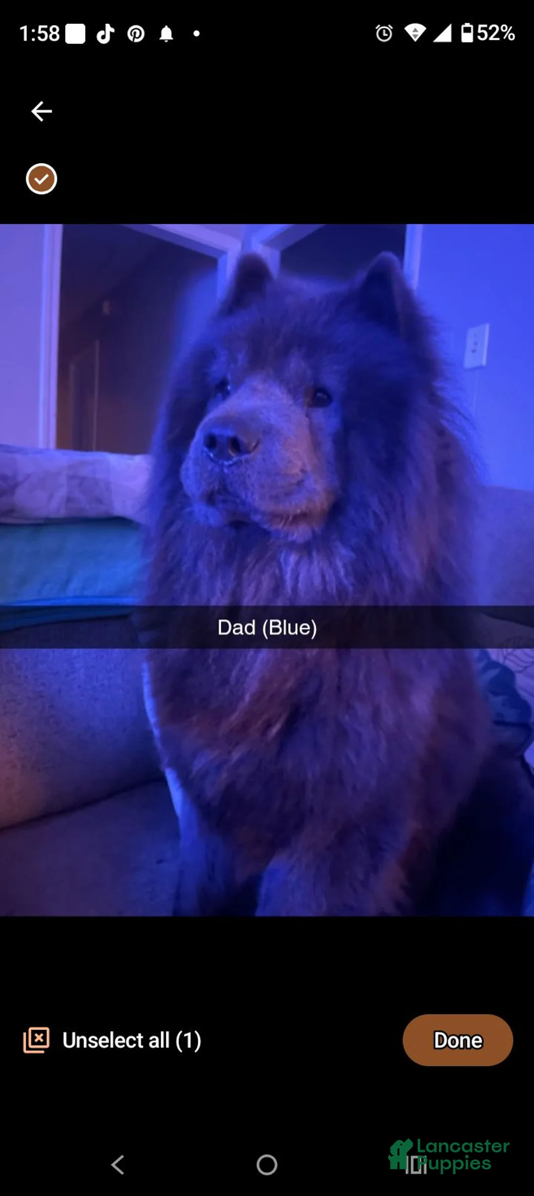 Chow Chow dogs for sale: Black female number 1 - Ad 26