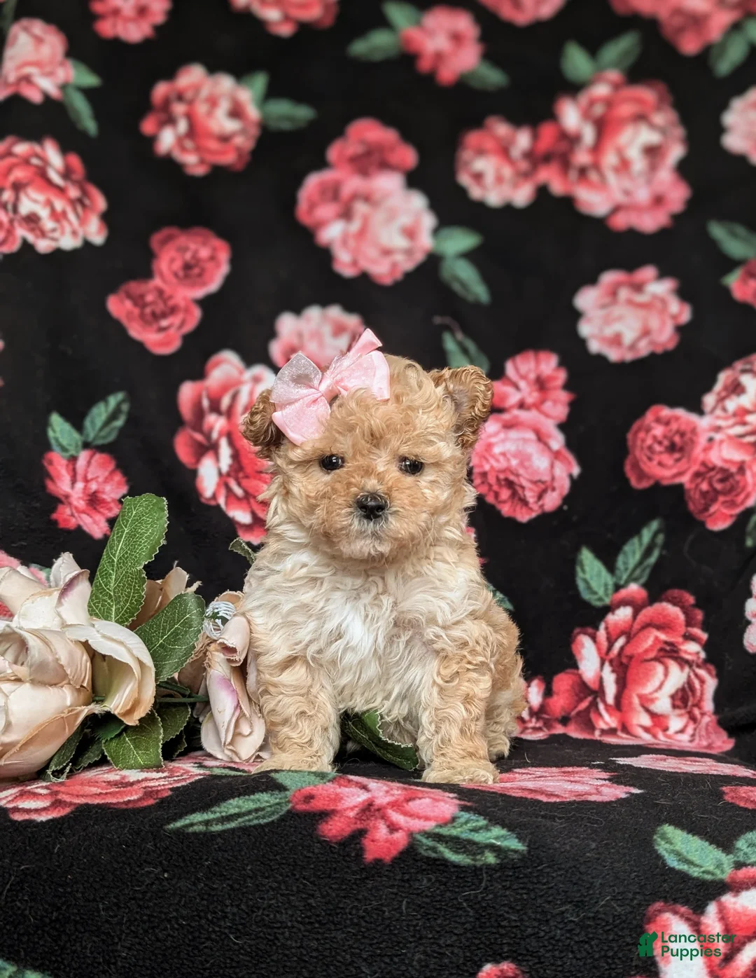 Maltipoo dogs for sale: Jewel 7 lbs Full Grown - Ad 1