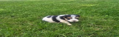 Yorkshire Terrier Puppy 4