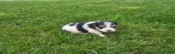 Yorkshire Terrier dogs for sale: Yorkshire Terrier Puppy 4 - Ad 1