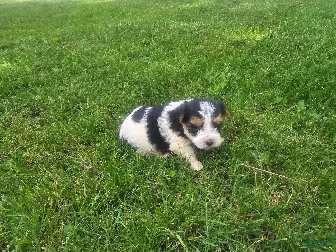Yorkshire Terrier dogs for sale: Yorkshire Terrier Puppy 4 - Ad 1