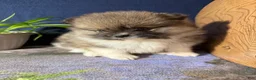 Pomeranian dogs for sale: Colton - Ad 24