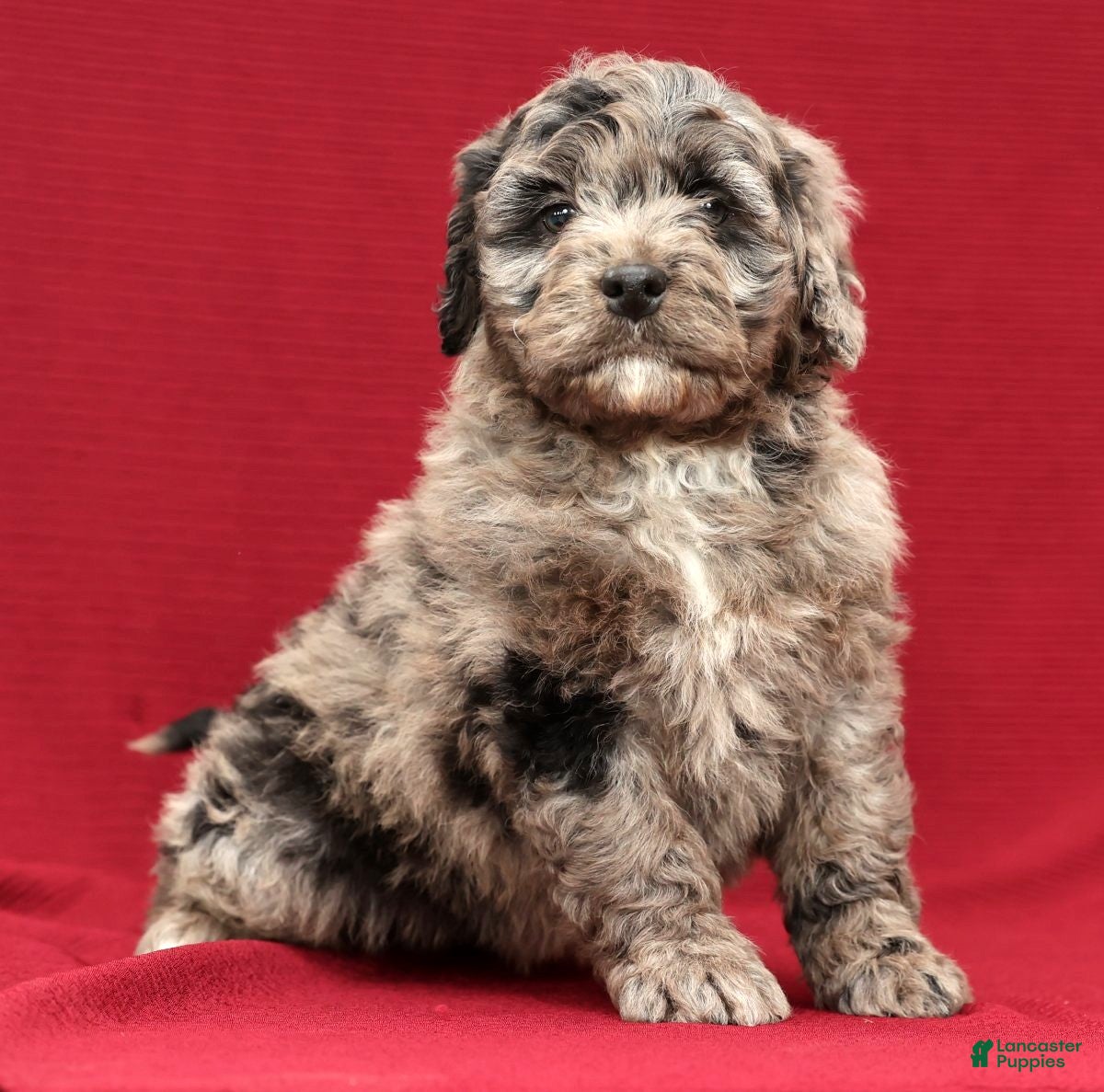 Mini Bernedoodle dogs Kenny - Ad 2