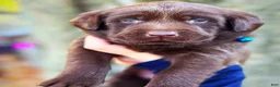 Labrador Retriever dogs for sale: Labrador Retriever 1 - Ad 26