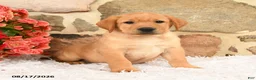 Labrador Retriever dogs for sale: Ronno - Ad 1