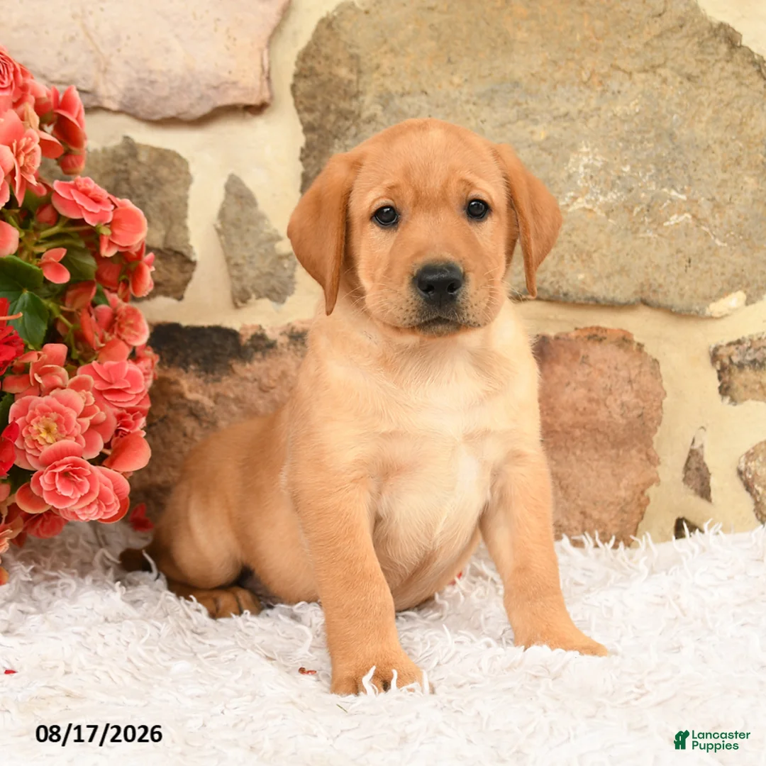 Labrador Retriever dogs for sale: Ronno - Ad 1