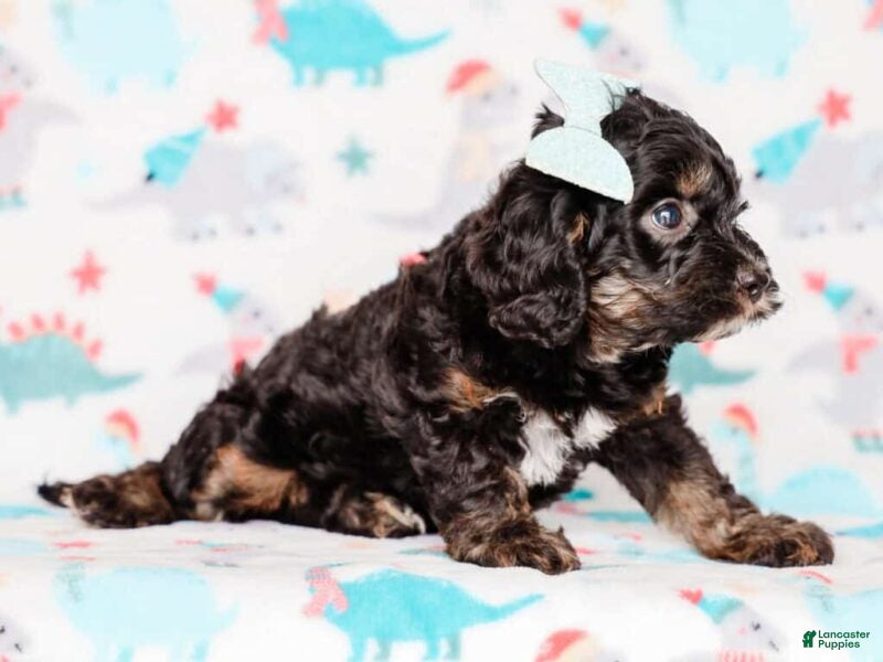 Cavapoo dogs Tex - Ad 2