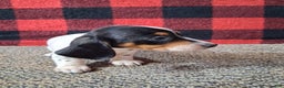 Miniature Dachshund dogs for sale: Skylar - Ad 5