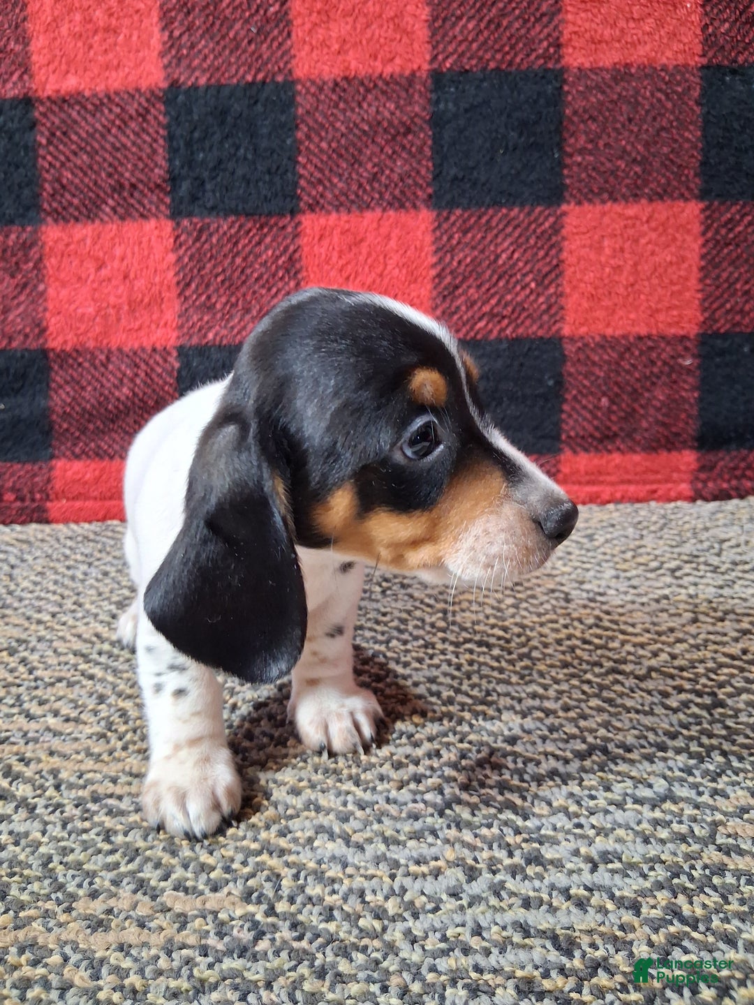 Miniature Dachshund dogs for sale: Skylar - Ad 5
