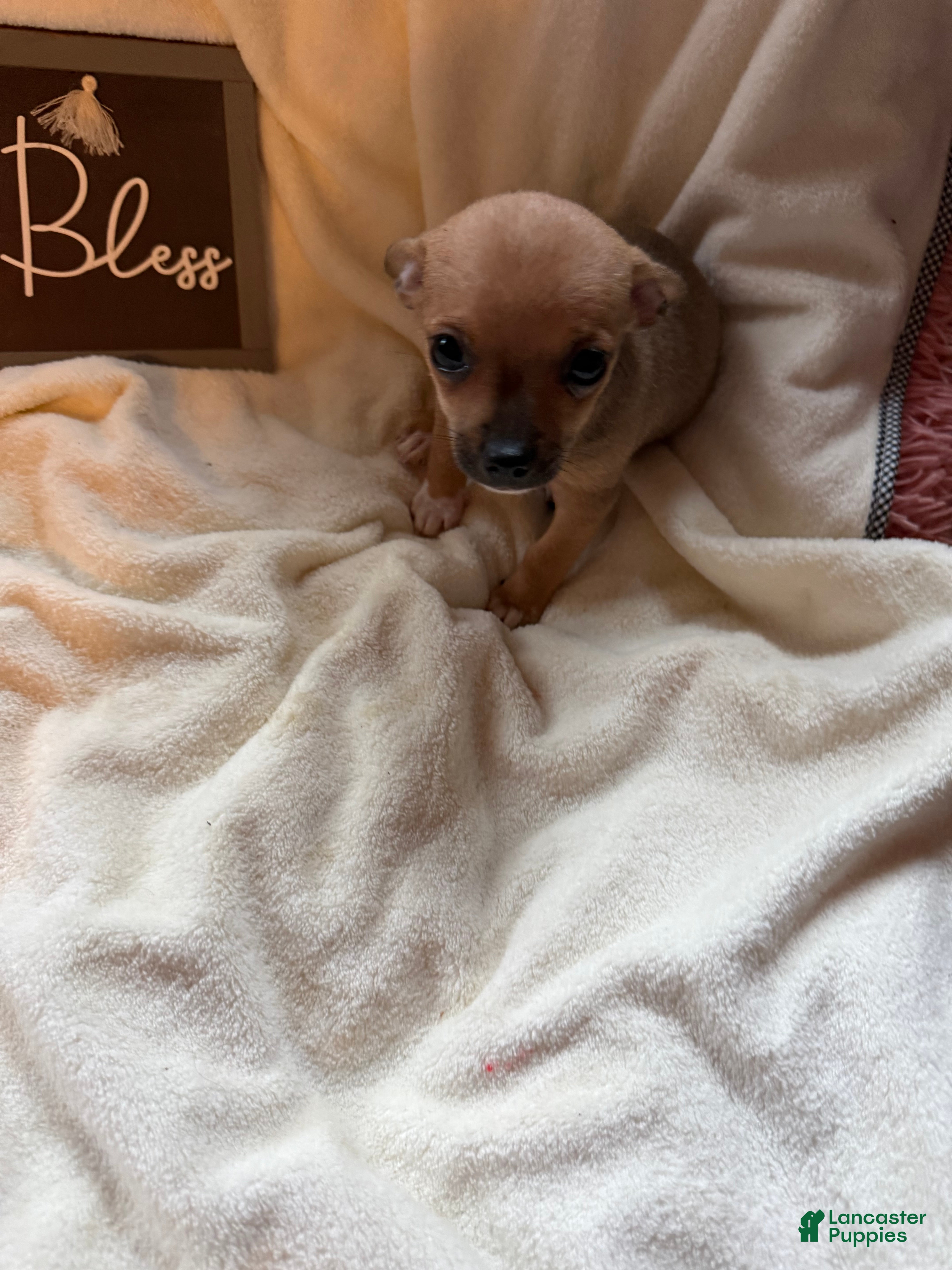 Chihuahua dogs Zues  - Ad 2