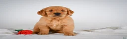 Golden Retriever dogs for sale: Rocky - Ad 8