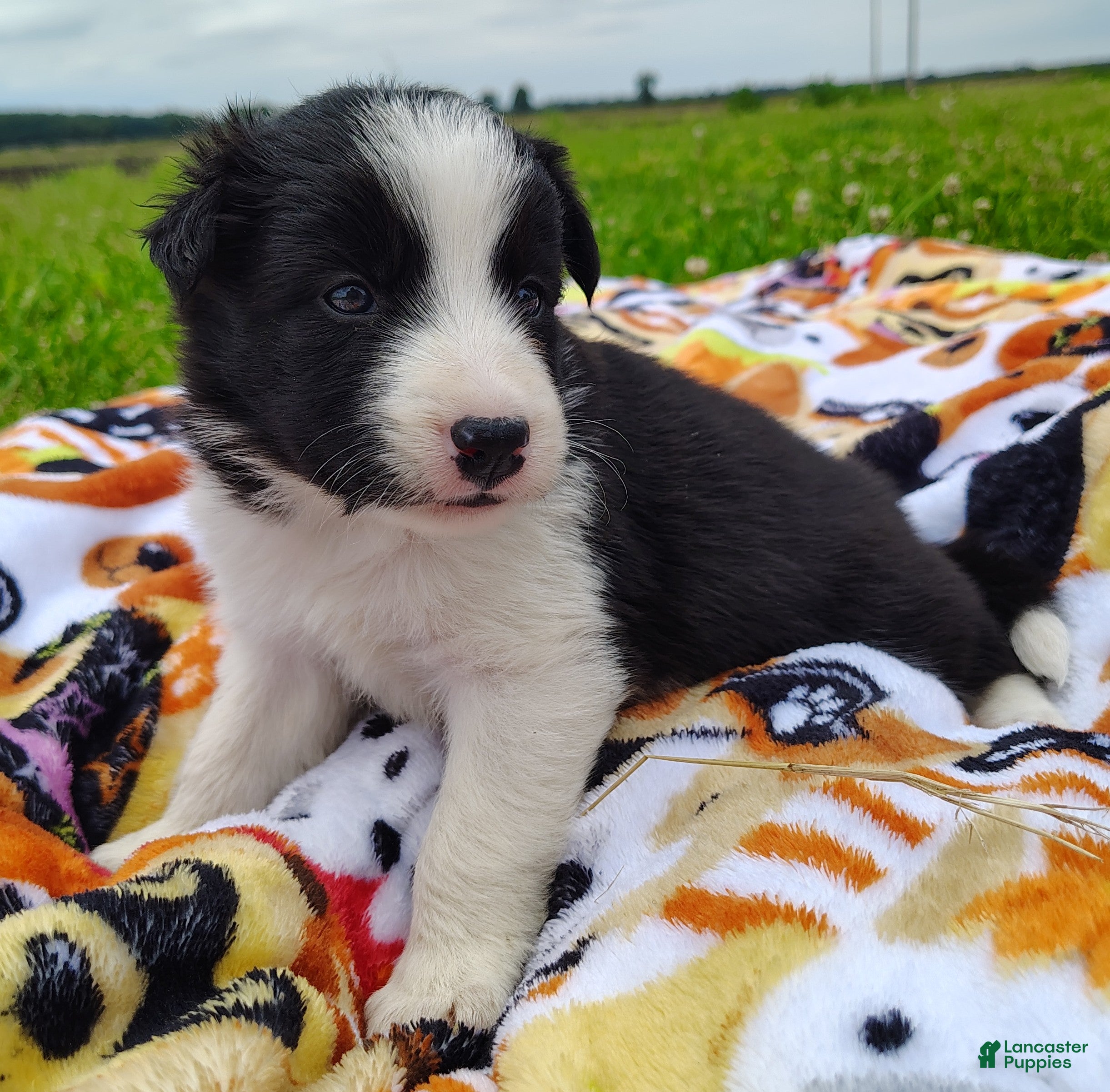 Border Collie dogs Eco - Ad 2
