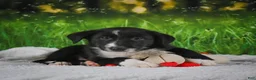 Border Collie dogs for sale: Tyson - Ad 10