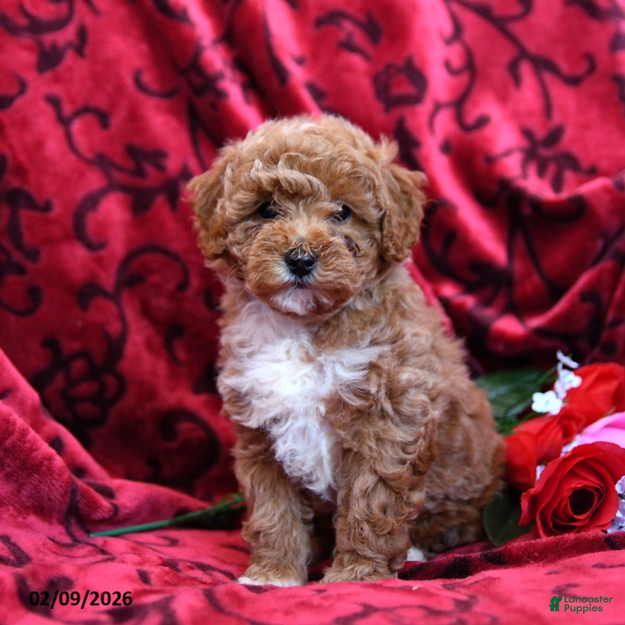 Toy Poodle dogs Sweetheart - Ad 2