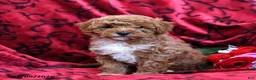 Toy Poodle dogs for sale: Sweetheart - Ad 2