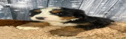 Bernese Mountain Dog dogs for sale: Sonny - Ad 7