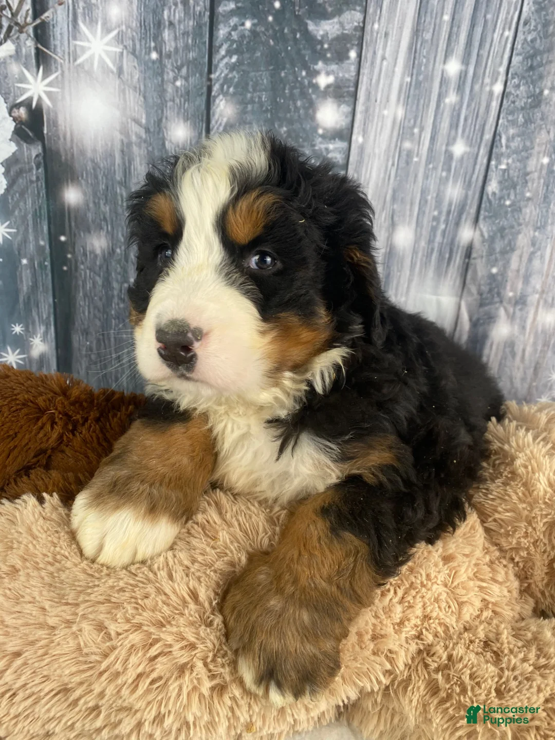Bernese Mountain Dog dogs for sale: Sonny - Ad 7
