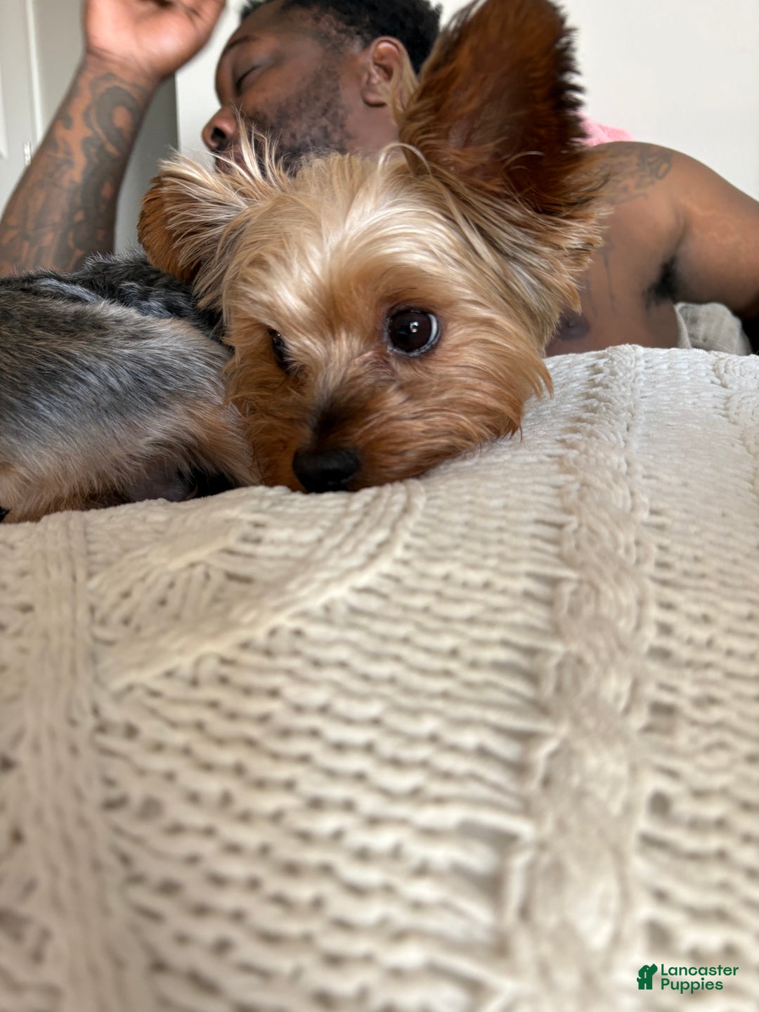 Yorkshire Terrier dogs for stud: Yorkie Stud - Ad 7