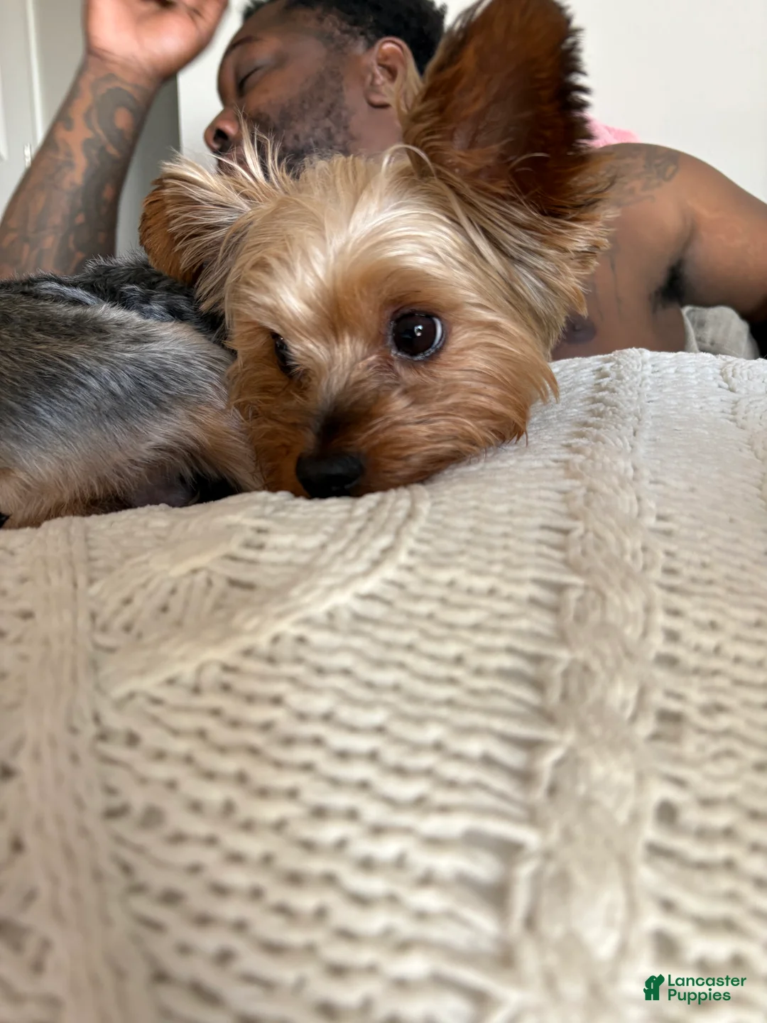 Yorkshire Terrier dogs for stud: Yorkie Stud - Ad 7