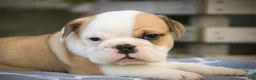 English Bulldog dogs for sale: Quaram English Bulldog  - Ad 3