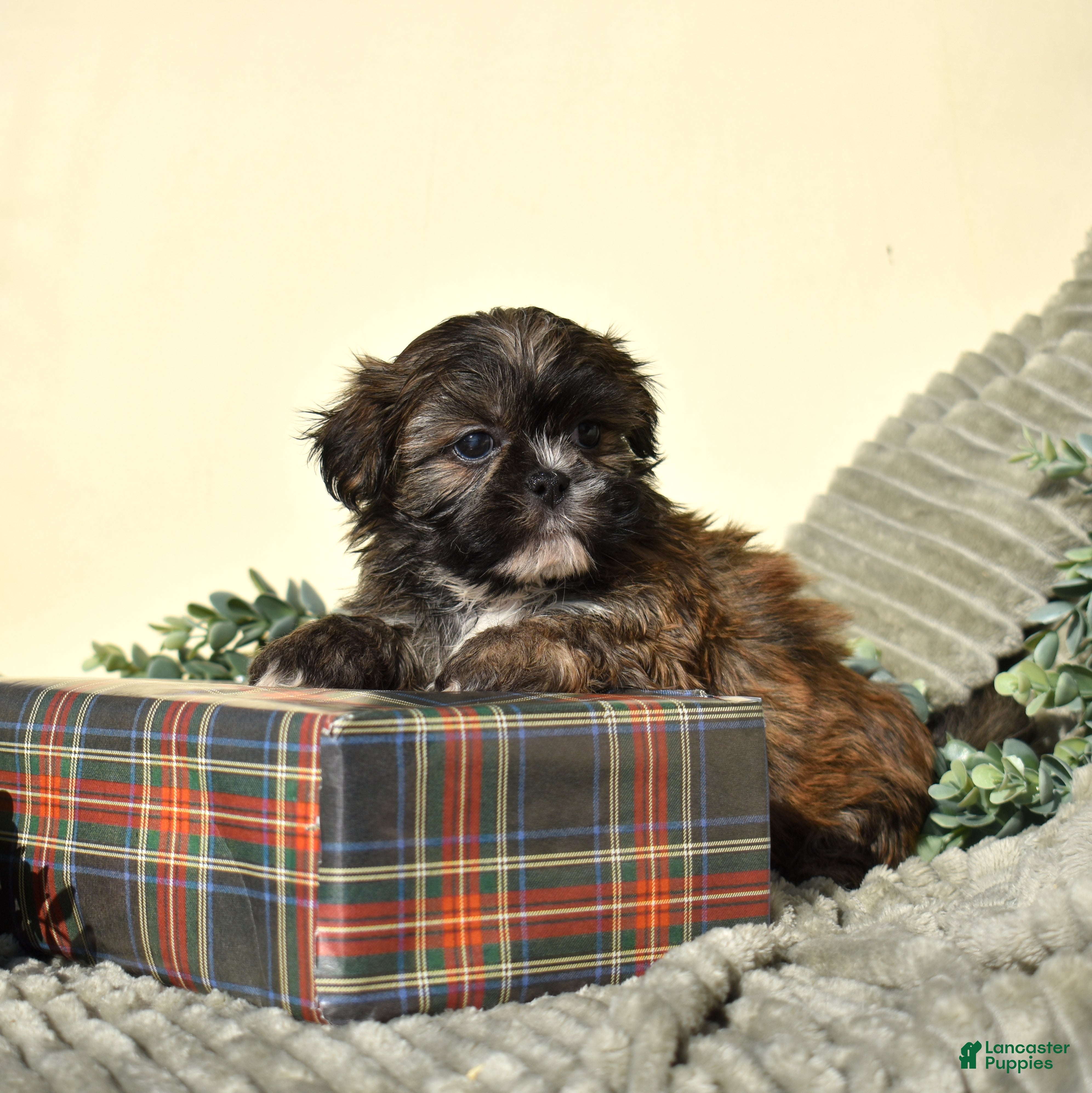 Shih Tzu dogs Bently - Ad 10