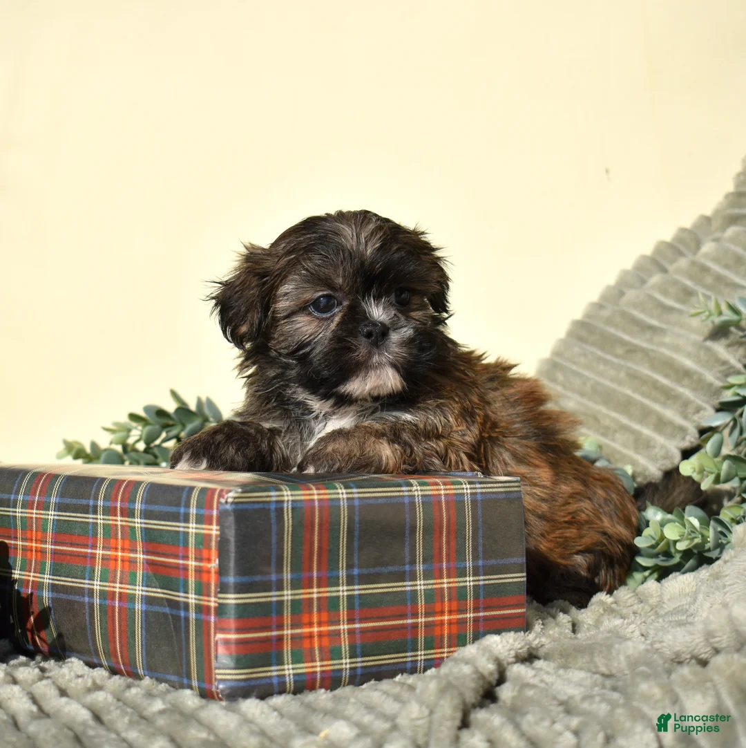 Shih Tzu dogs for sale: Bently - Ad 1
