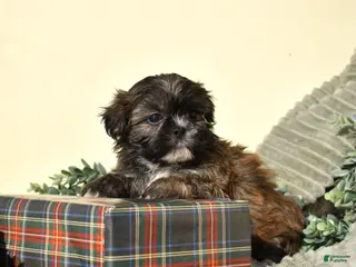 Shih Tzu dogs Bently - Ad 10
