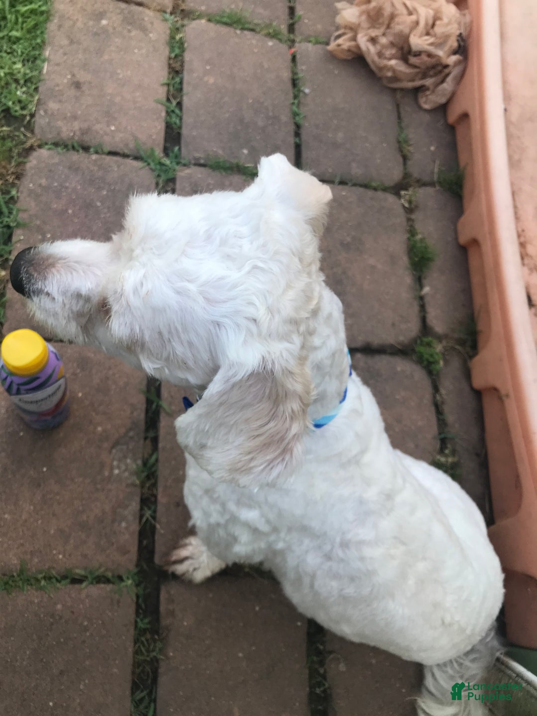 Havanese dogs for stud: Tuffy - Ad 3