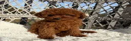 Toy Poodle dogs for sale: Toy Poodle Chinese bloodline  - Ad 1