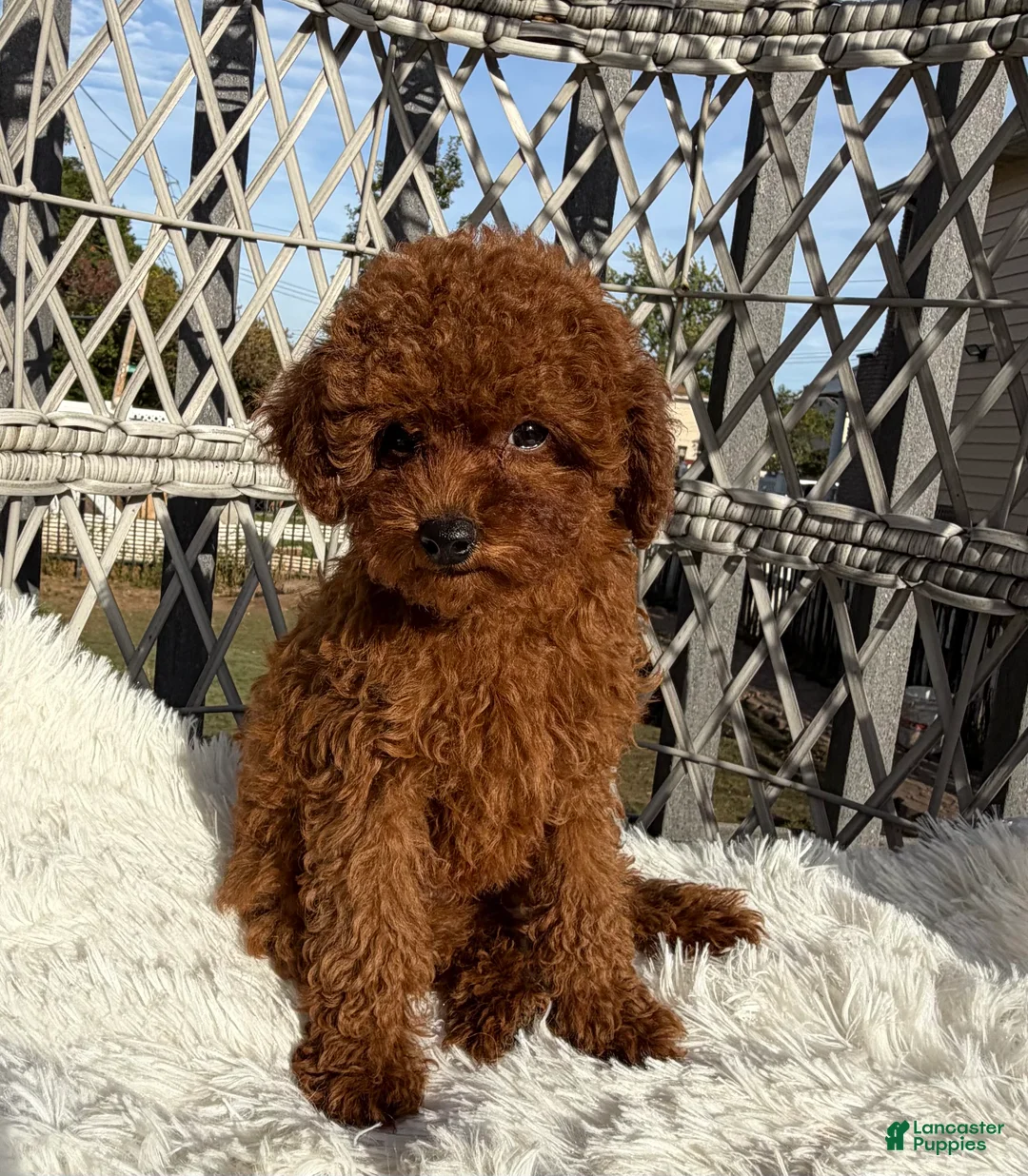Toy Poodle dogs for sale: Toy Poodle Chinese bloodline  - Ad 1