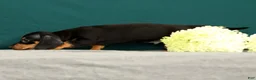 Miniature Dachshund dogs for sale: Pablo - Ad 4