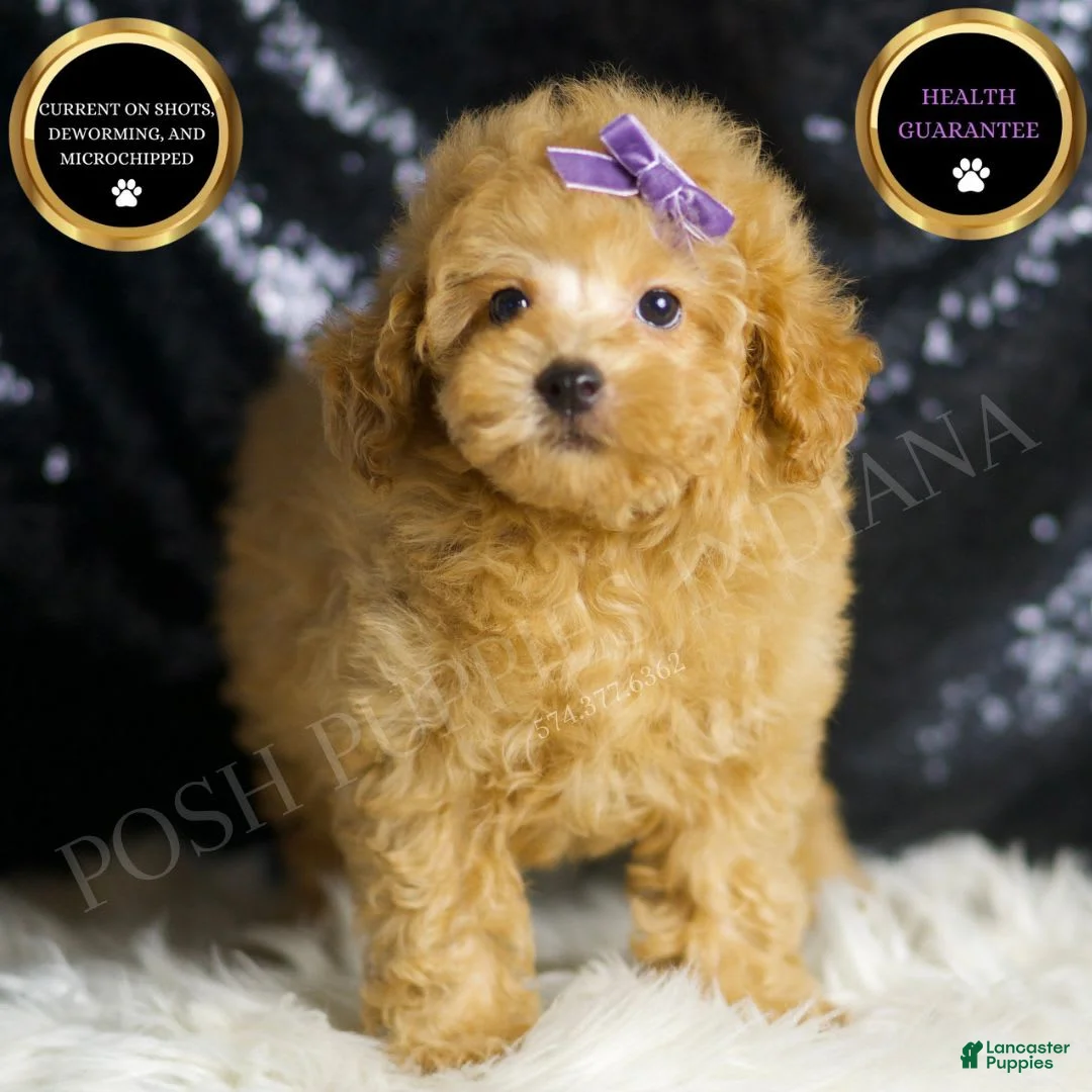 Toy Poodle dogs for sale: Pixie - Ad 1