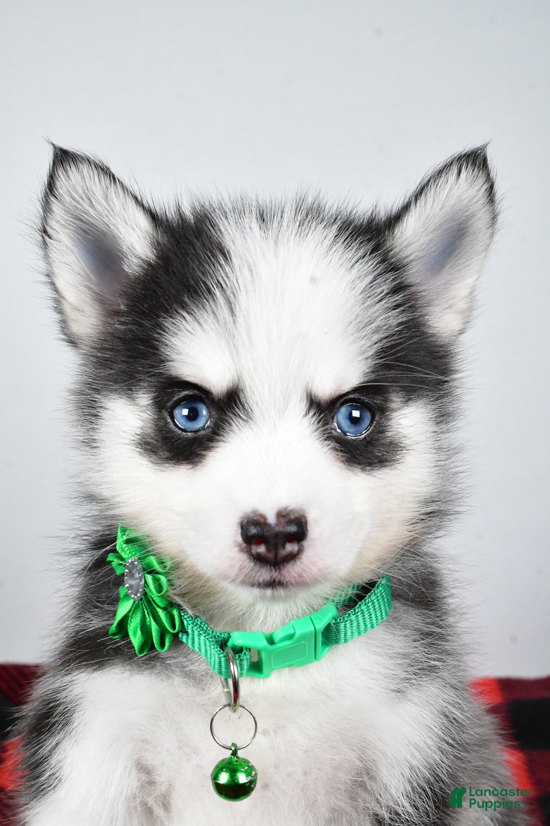 Pomsky dogs for sale: Hilda - Ad 8