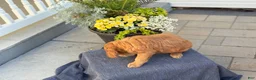 Goldendoodle dogs for sale: Trudy - Ad 13