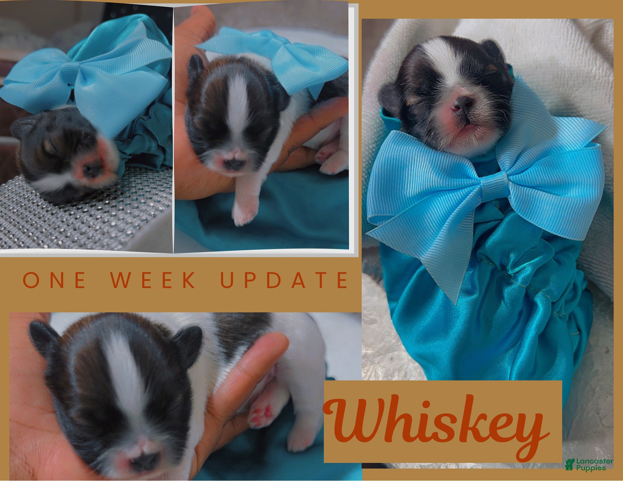 Shih Tzu dogs Whiskey - Ad 32