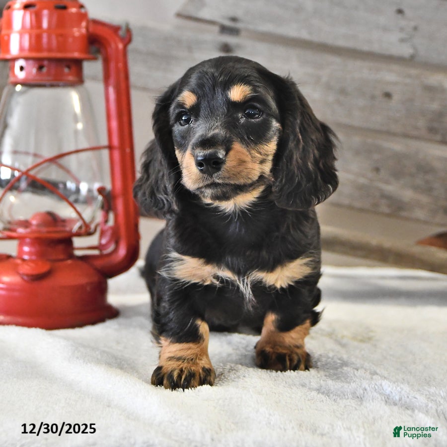 Miniature Dachshund dogs Jaxon - Ad 32