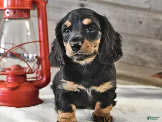Miniature Dachshund dogs Jaxon - Ad 30