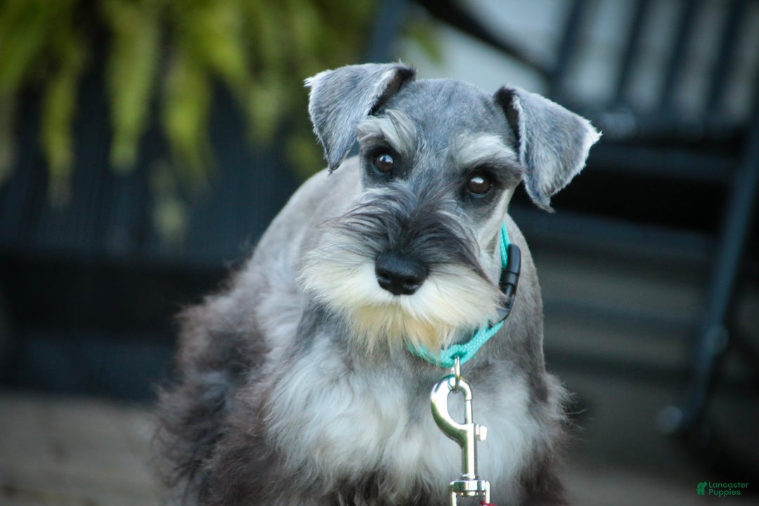 Miniature Schnauzer dogs for sale: Qeleigh Miniature Schnauzer (crate and leash Trained) - Ad 1