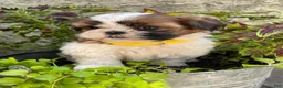 Shih Tzu dogs for sale: Bonnie - Ad 3