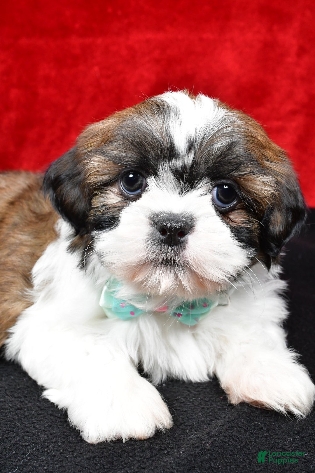 Shih Tzu dogs for sale: Vince - Ad 7