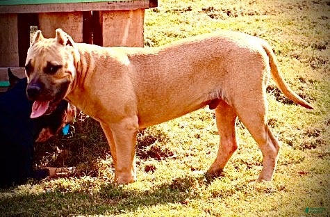 American Bully dogs American Bully 2 - Ad 2