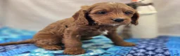 Cavapoo dogs for sale: Iceberg - Ad 13