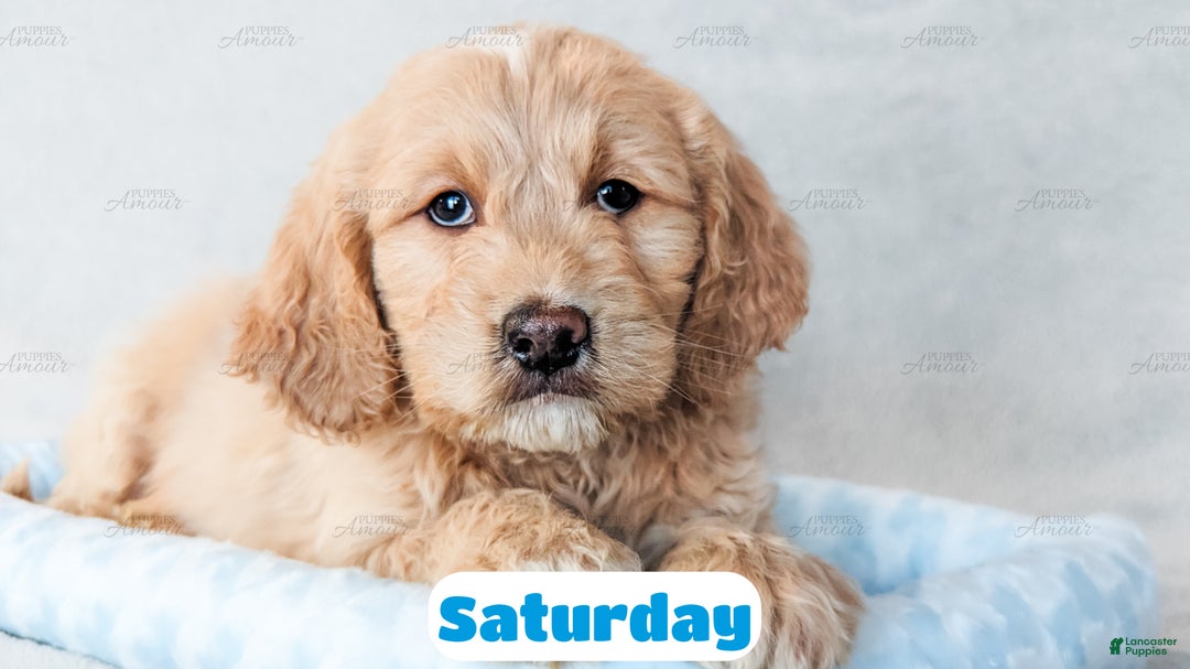 Goldendoodle dogs for sale: Saturday - Ad 6