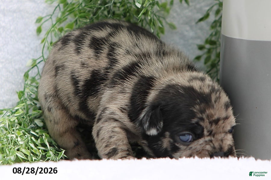 French Bulldog dogs Dakota - Ad 2