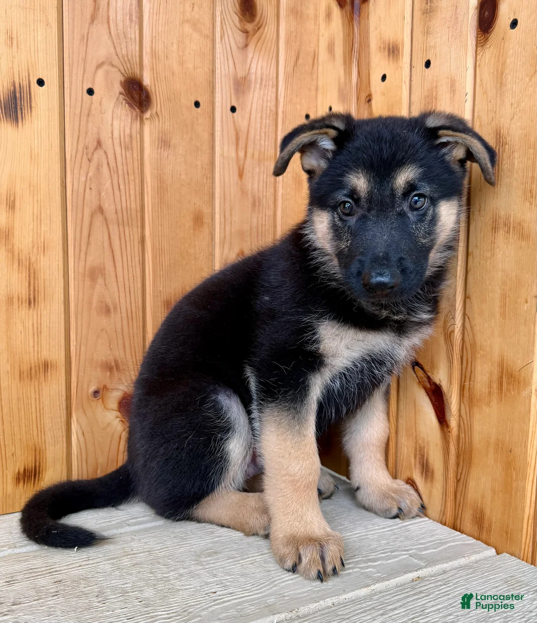 German Shepherd dogs for sale: Percy - Ad 1