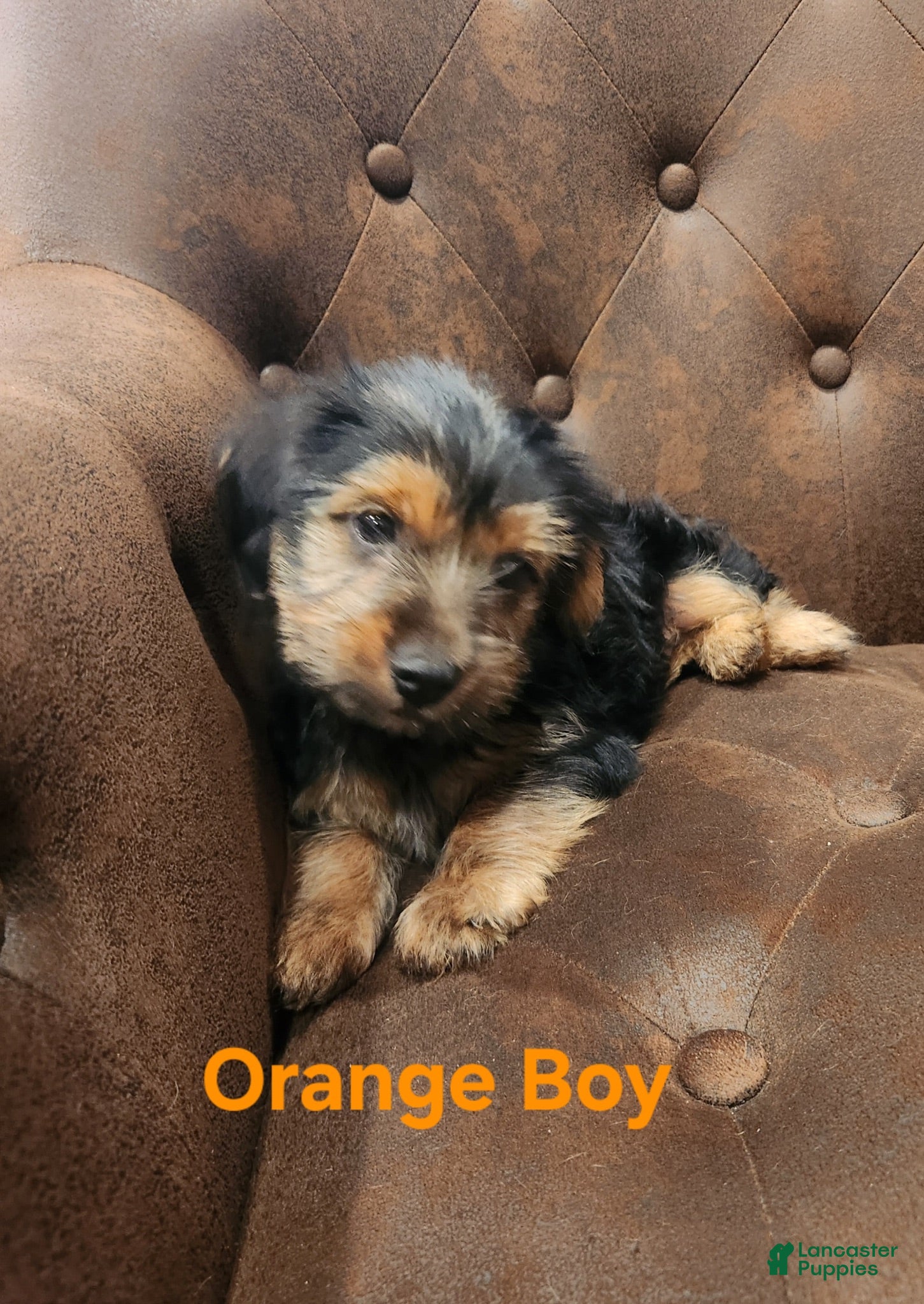 Shorkie dogs Shorkie 4 - Ad 2