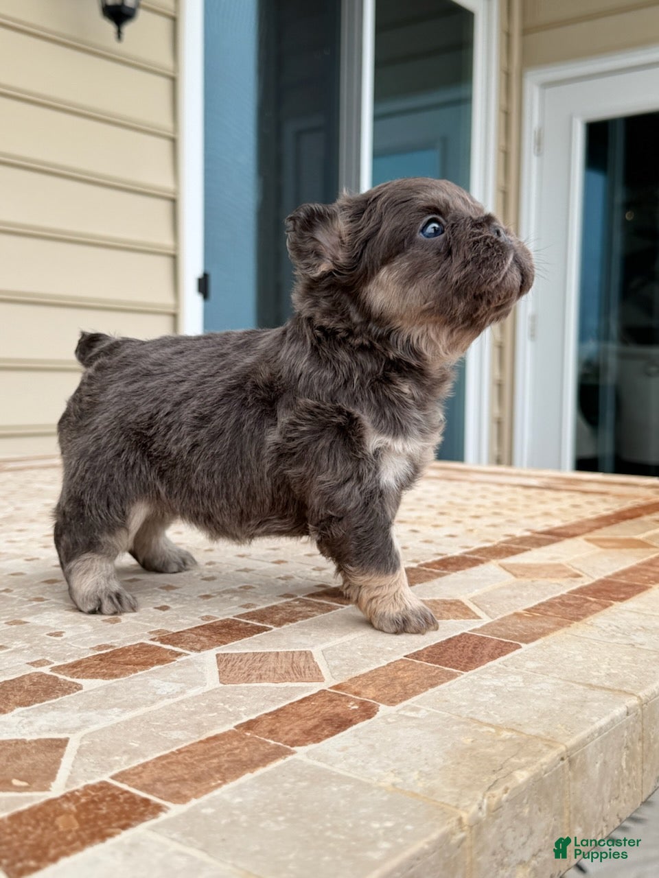 French Bulldog dogs for sale: Coco - Ad 2